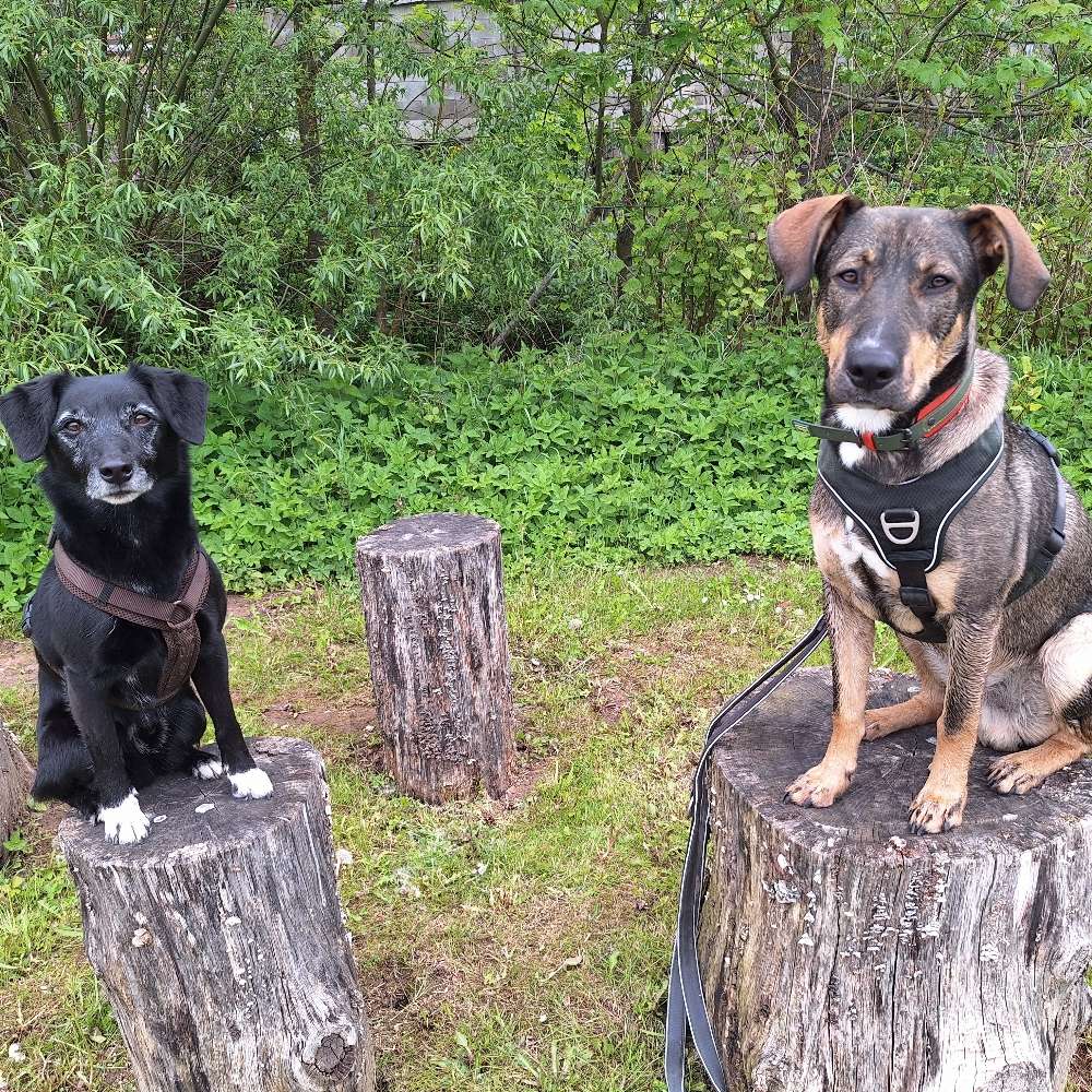 Hundetreffen-Spieletreff / Gassitreff Bad Driburg/Brakel-Profilbild