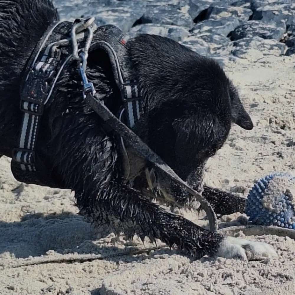 Hundetreffen-Spieletreff / Gassitreff Bad Driburg/Brakel-Profilbild