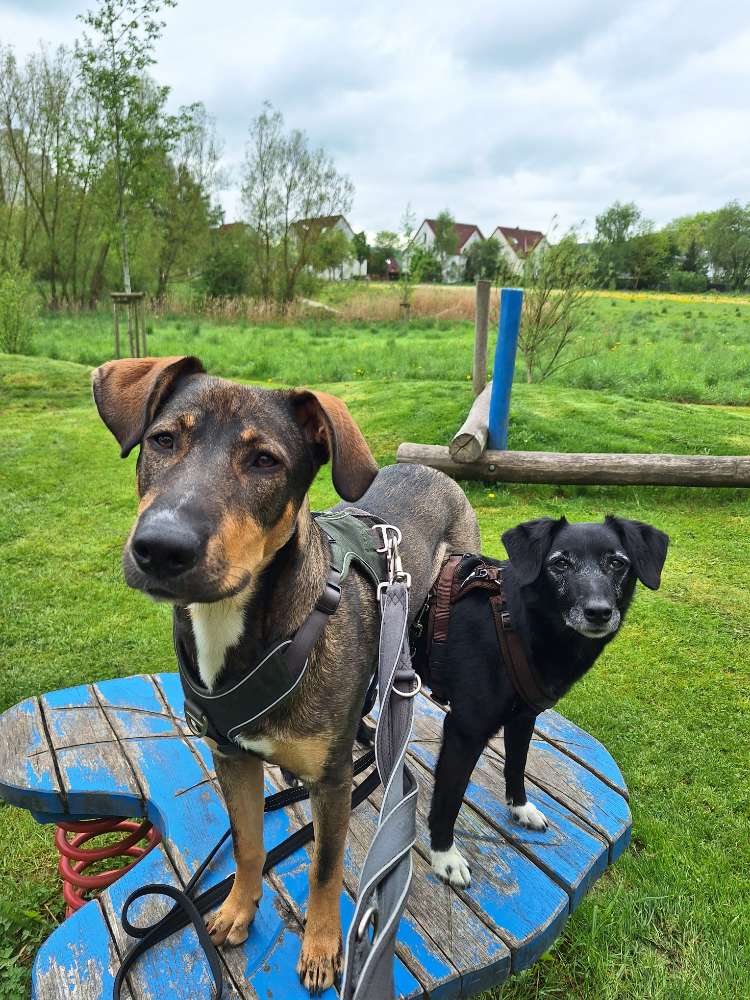Hundetreffen-Begegnungstraining-Profilbild