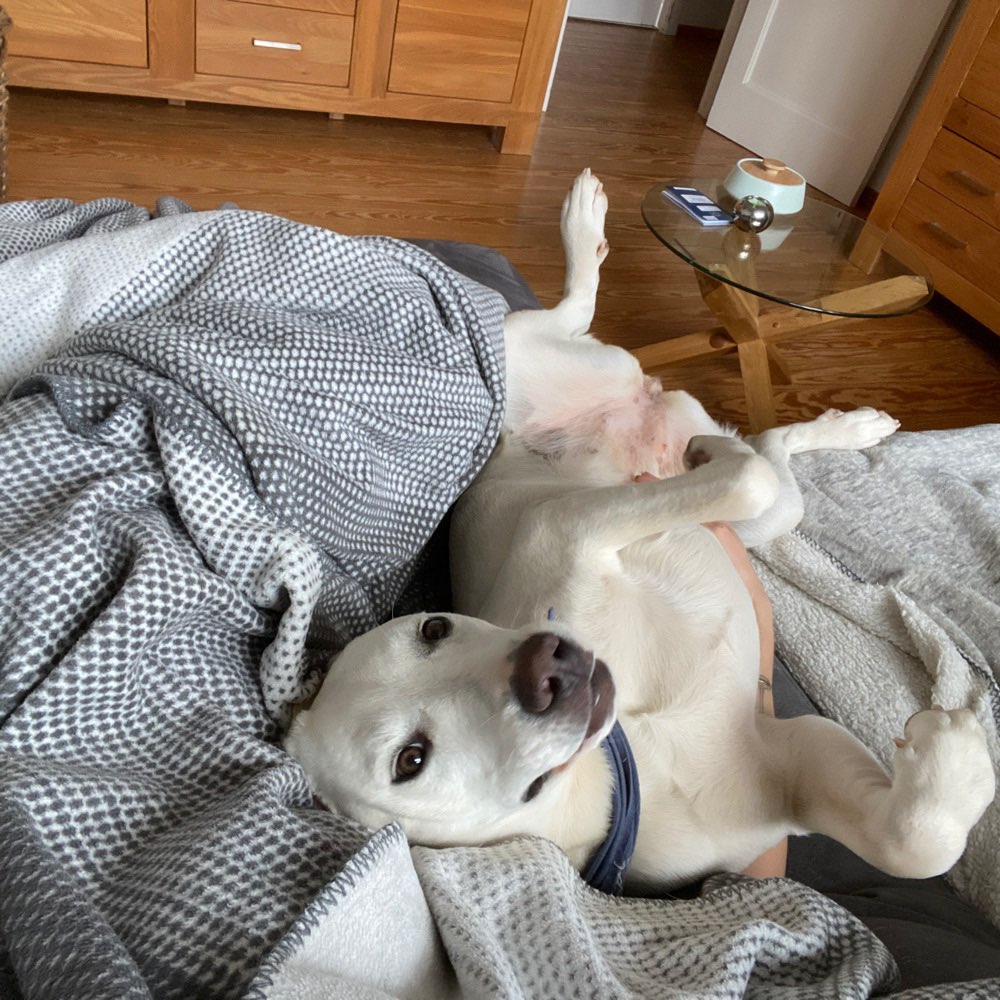 Hundetreffen-Spielpartner*in für Riva-Profilbild