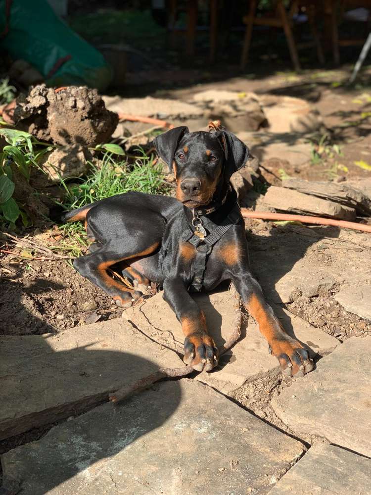 Hundetreffen-Spazierfreund & Spielpartner gesucht-Profilbild