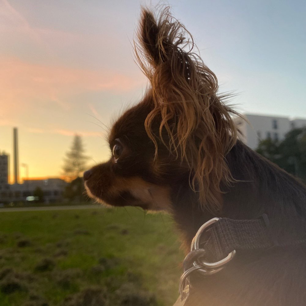 Hundetreffen-Spielen/Gassi gehen-Profilbild