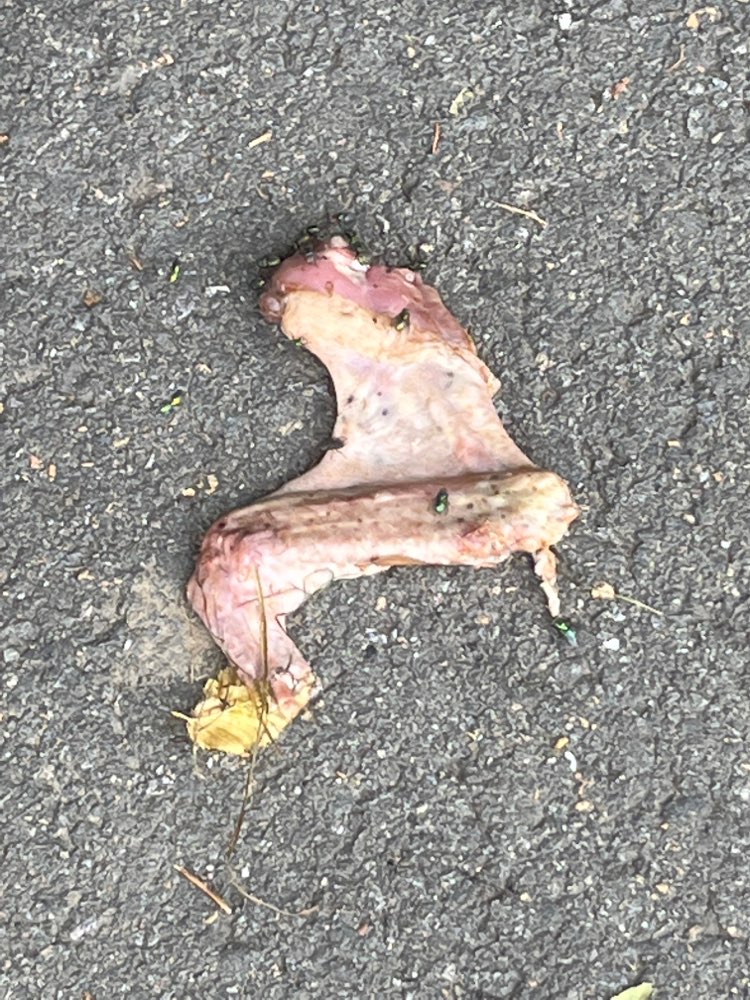 Giftköder-Könnte ein Giftköder sein-Profilbild