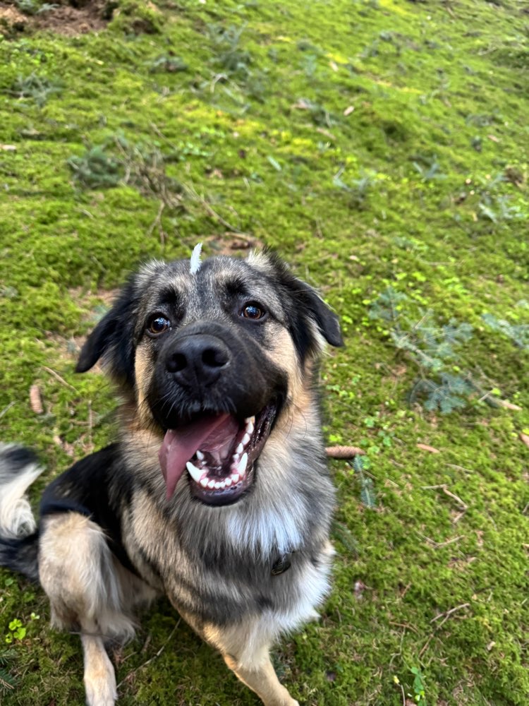 Hundetreffen-Spielgefährten zum Toben gesucht-Profilbild