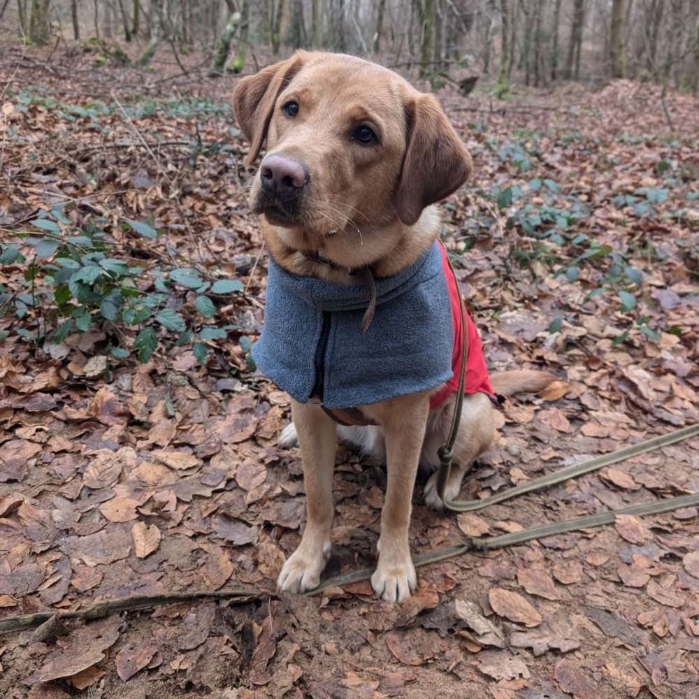 Hundetreffen-Spaziergang mit Pebbles-Profilbild