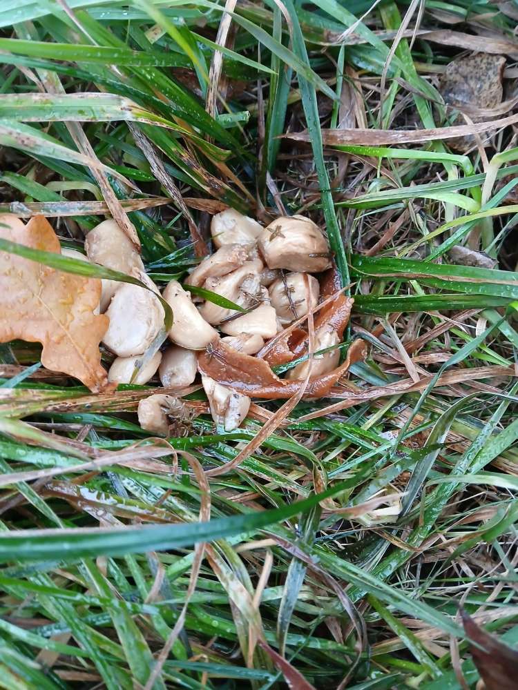 Giftköder-Möglicher Giftköder-Profilbild