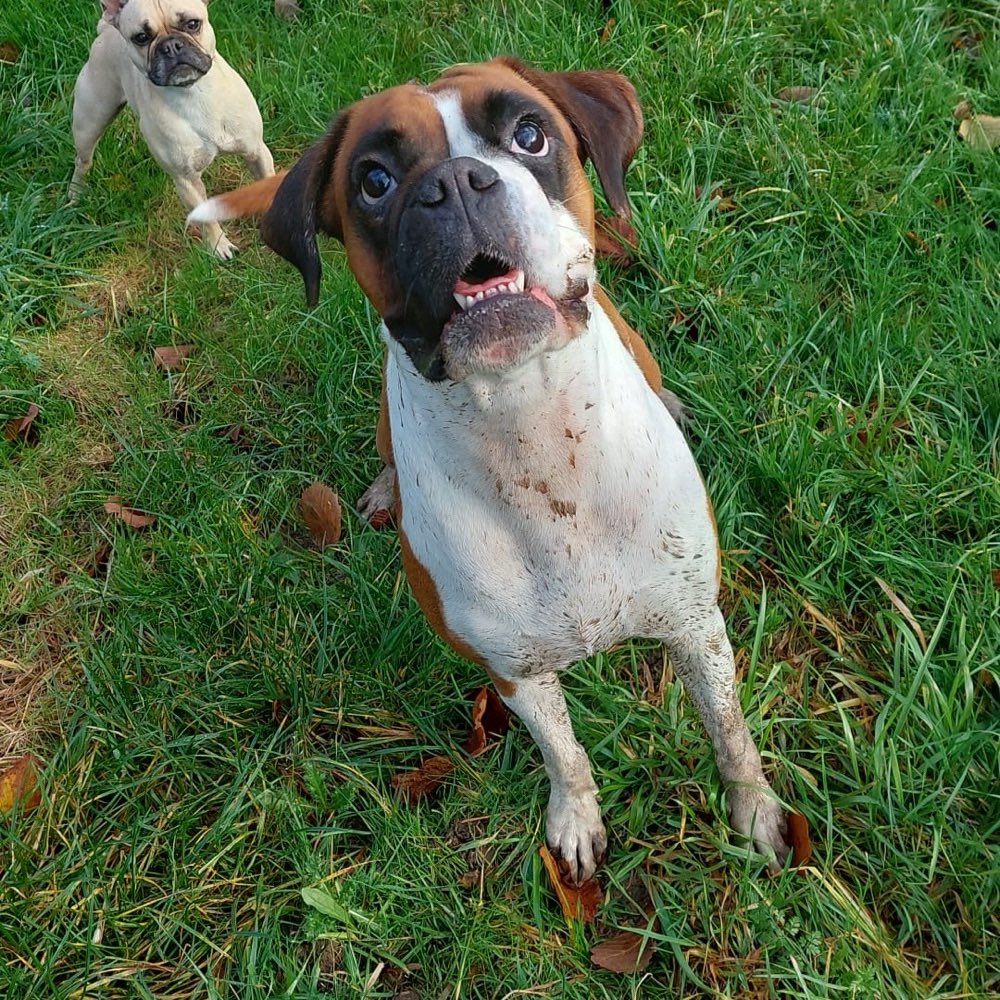 Hundetreffen-Boxertreff-Profilbild