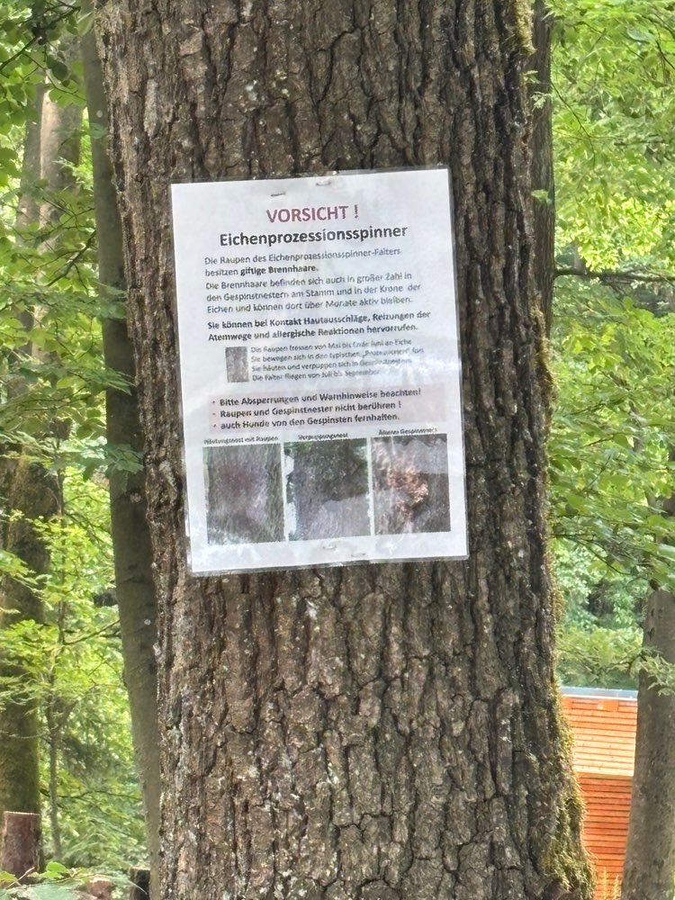 Giftköder-Eichenprozessionsspinner-Profilbild