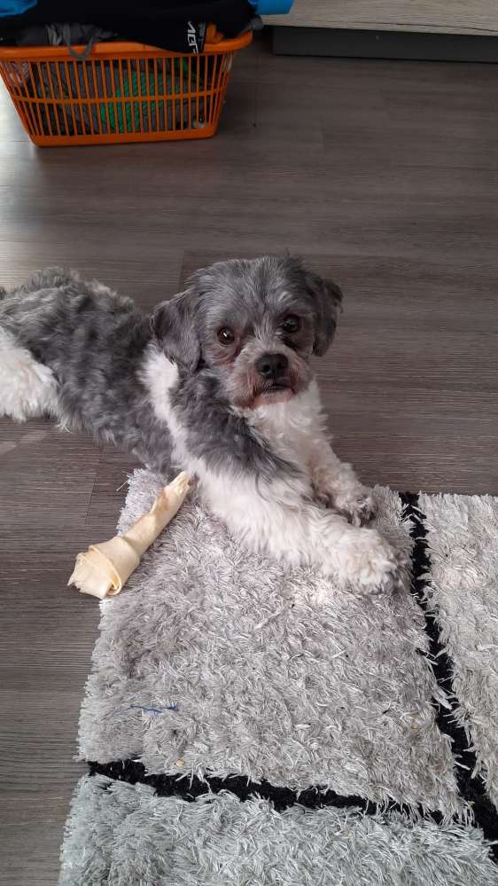 Hundetreffen-Suche Spiel- und/oder GassigefährtInnen für kleinen Shi-Poo Rüden-Profilbild