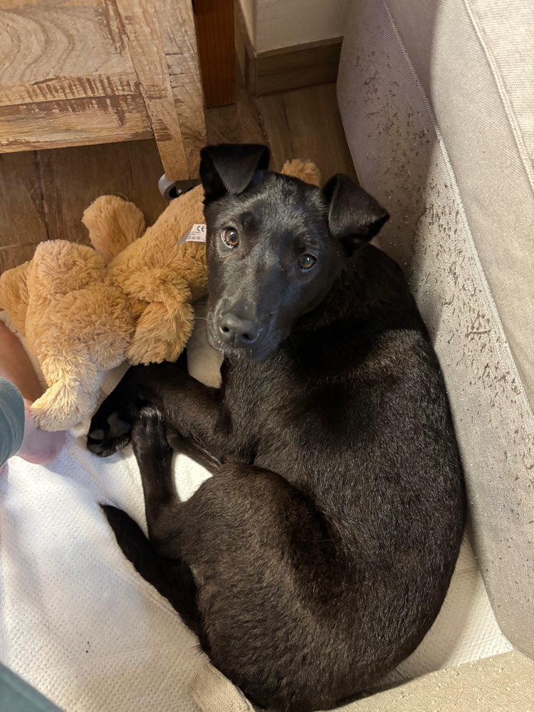 Hundetreffen-Welpen - spieltreffen-Profilbild