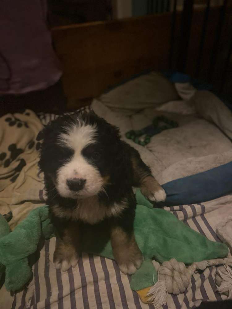 Hundetreffen-Welpentreffen-Profilbild