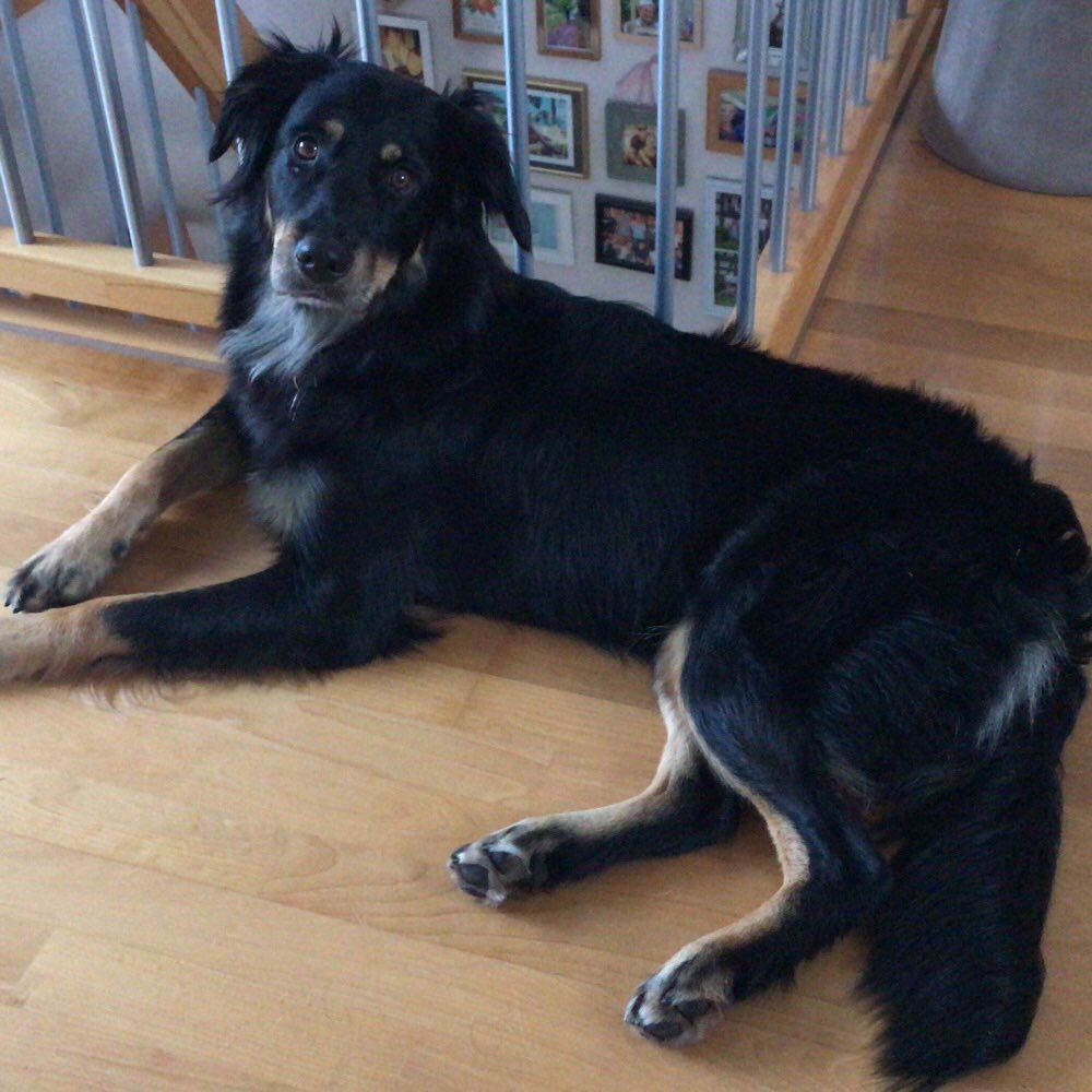 Hundetreffen-Gassi und Spielkamerad*in-Profilbild