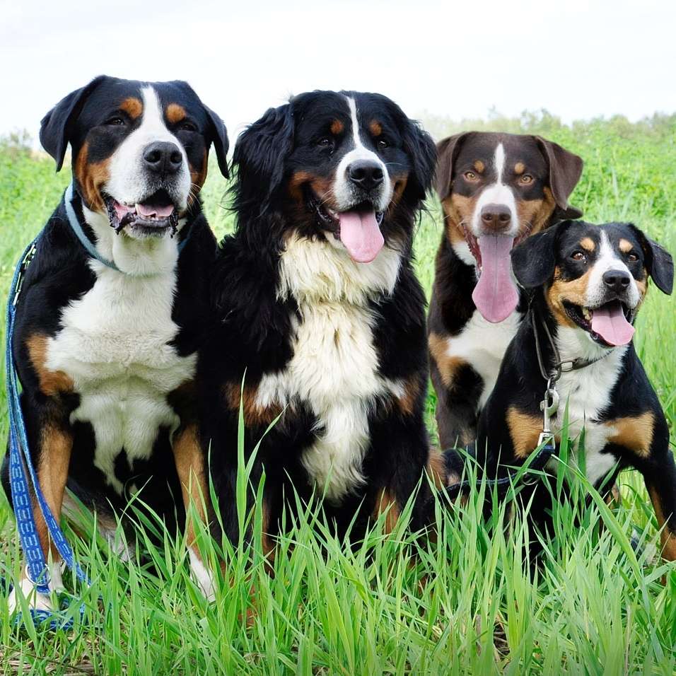 Hundetreffen-Schweizer Treffen Toberunde-Profilbild