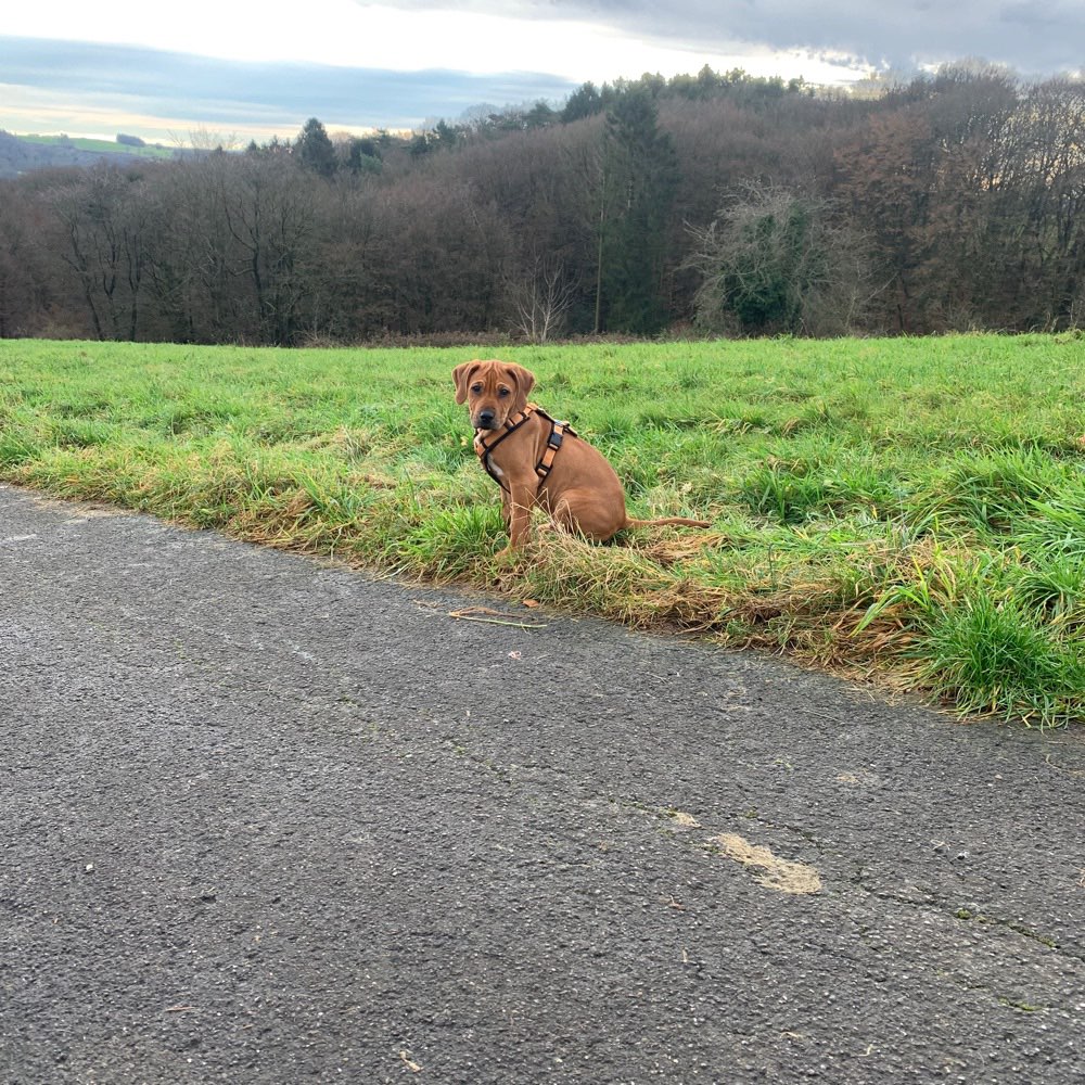 Hundetreffen-Welpentreffen-Profilbild