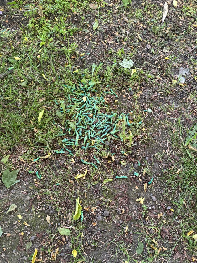 Giftköder-Grüne Pellets, Rattengift?-Profilbild