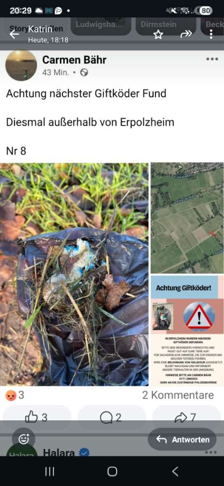 Giftköder-Giftköderfund. Futter mit blauem Rattengift-Profilbild