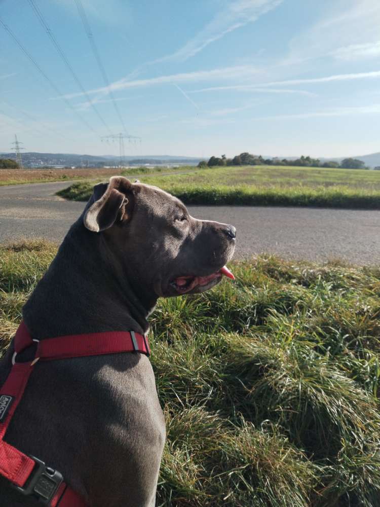 Hundetreffen-Training Hundebegegnungen-Profilbild