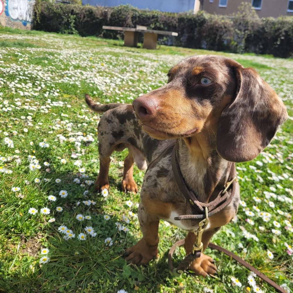 Hundetreffen-Spielebuddy für Herzensdackel gesucht-Profilbild