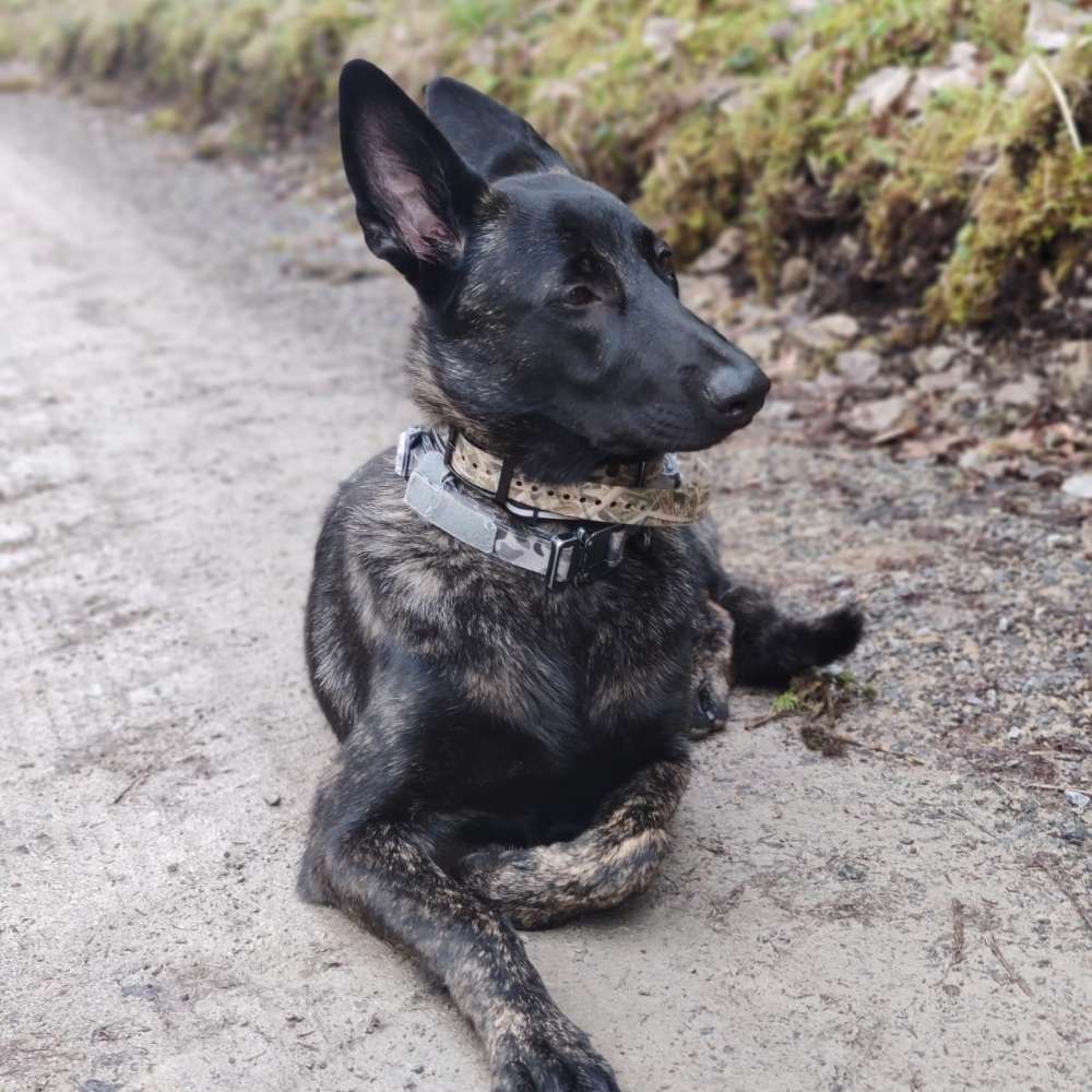 Hundetreffen-Spielrunde-Profilbild