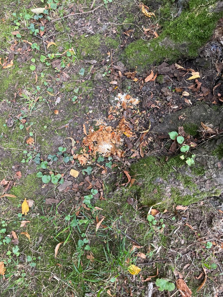 Giftköder-Essensreste Königsallee, Salonwald-Profilbild