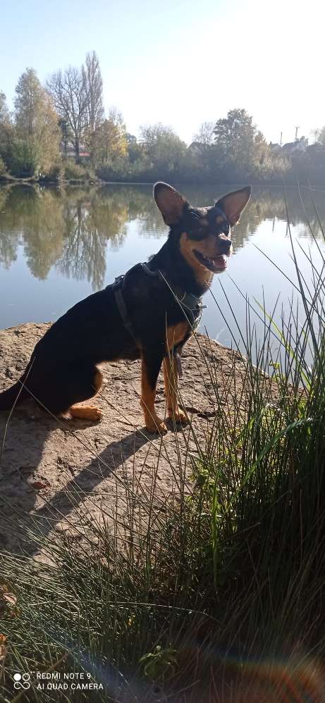 Hundetreffen-Gemeinsame Gassi-Runden-Profilbild