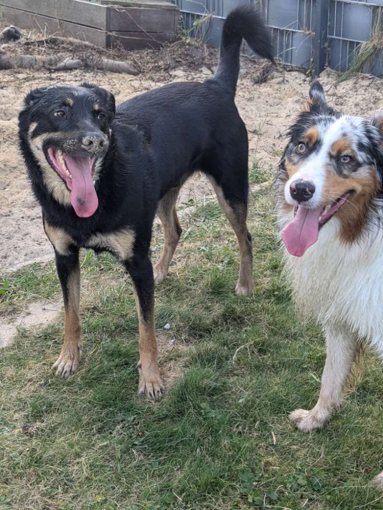 Hundetreffen-Spieletreffen, Sozialwalks und Hundekontakte-Profilbild