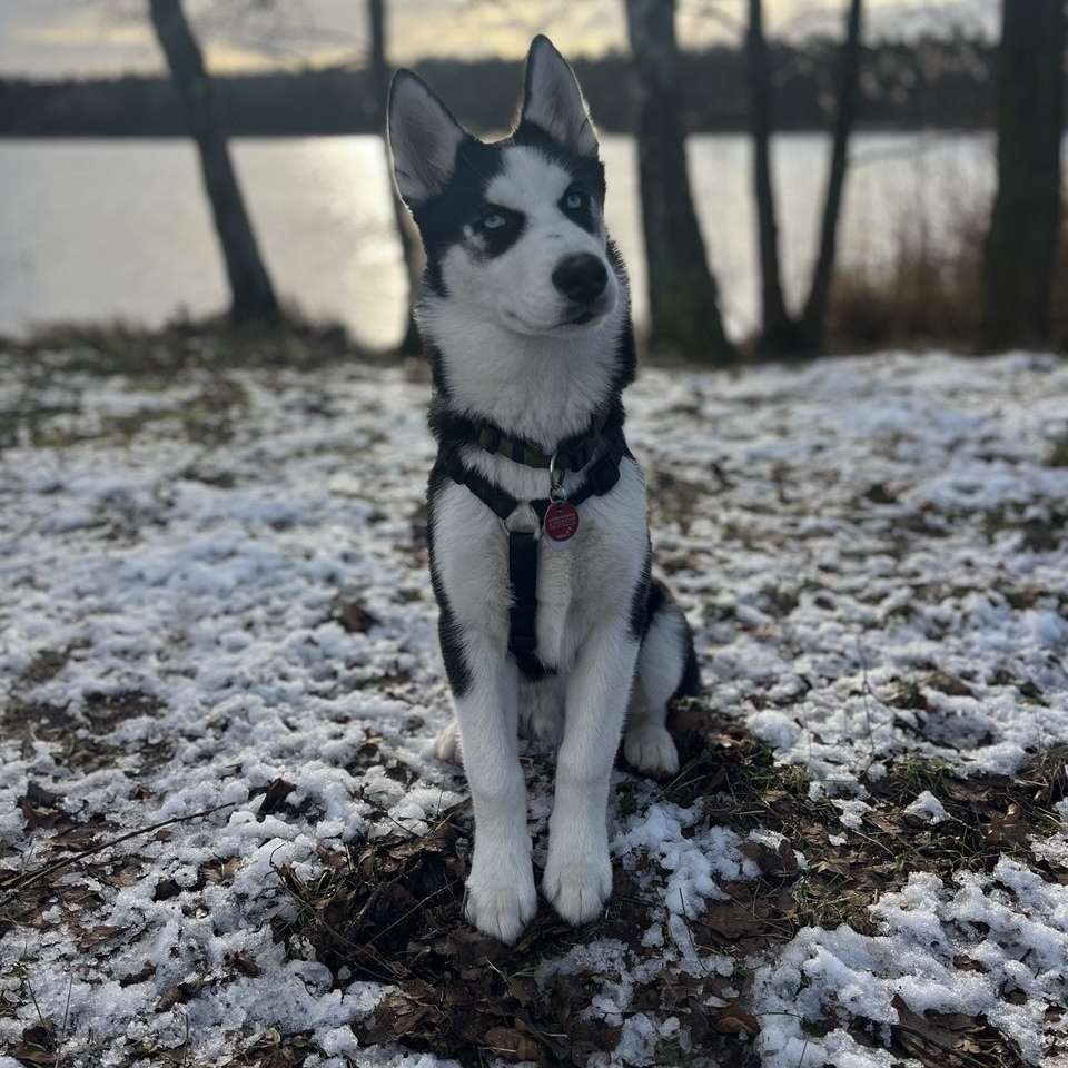Hundetreffen-Treffen zur Sozialisierung unseres kleinen Husky-Welpen-Profilbild
