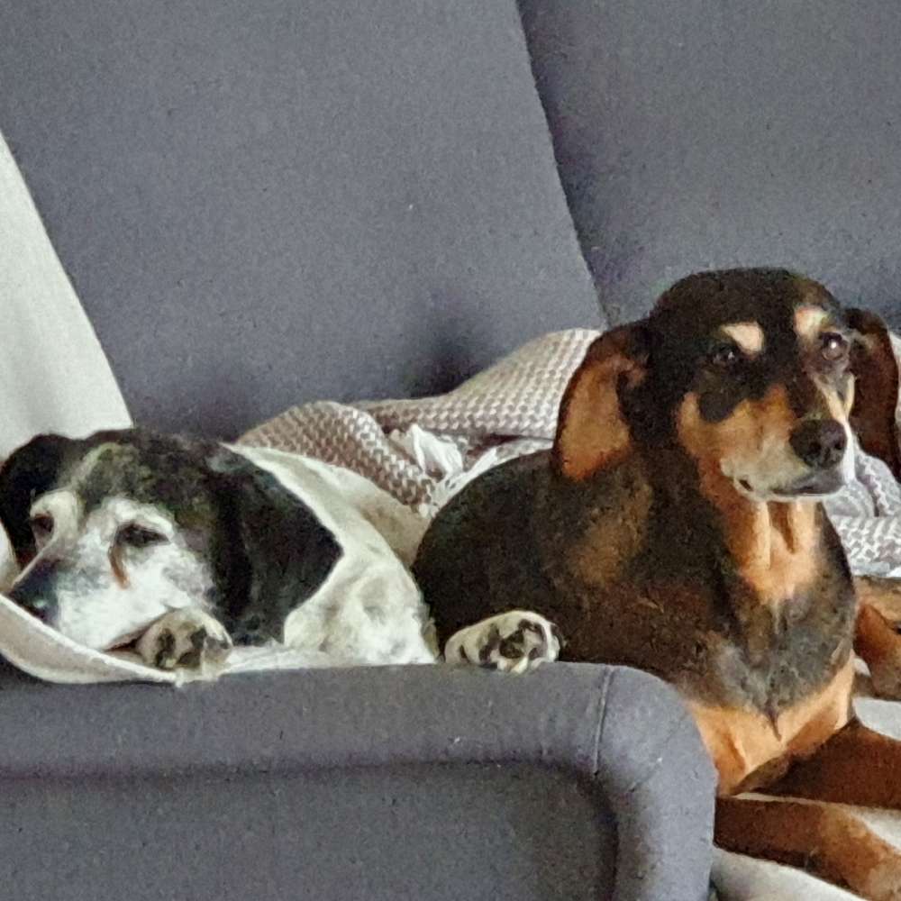 Hundetreffen-Gassirunde mit Spielkamerad-Profilbild