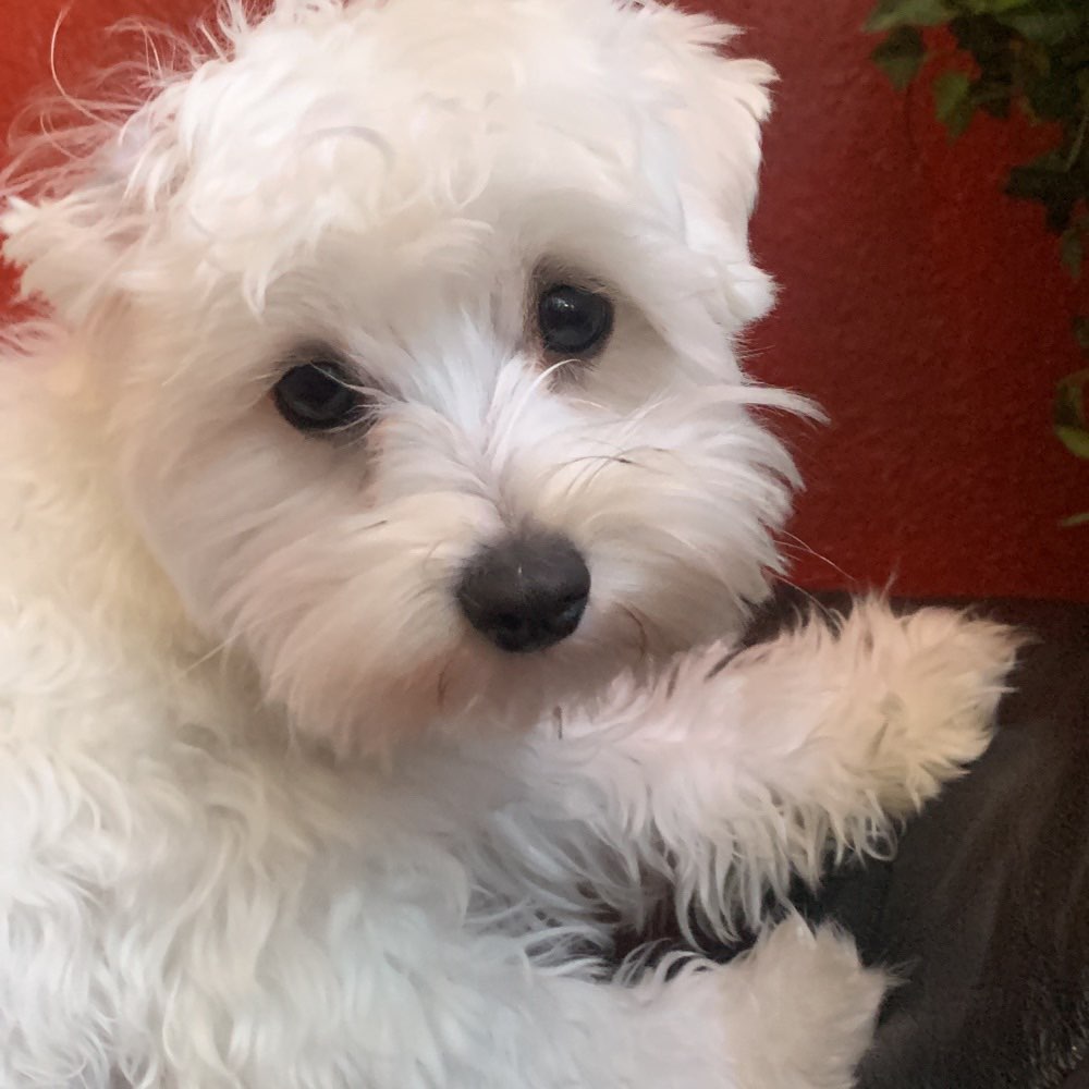 Hundetreffen-Gassitreffen/Spielrunden-Profilbild