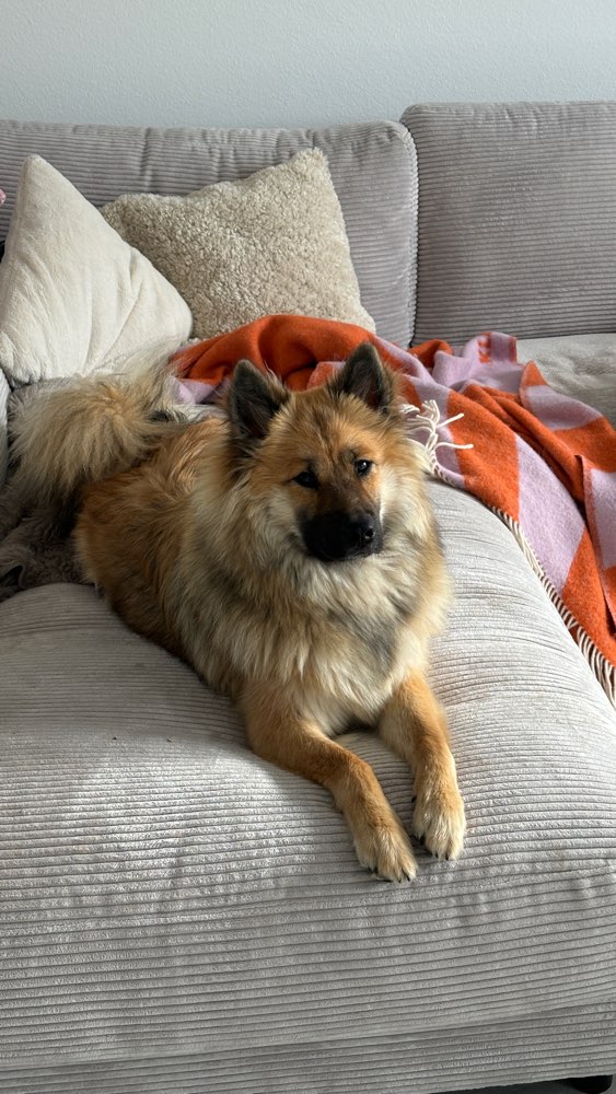 Hundetreffen-Spiel-/Gassifreunde gesucht-Profilbild