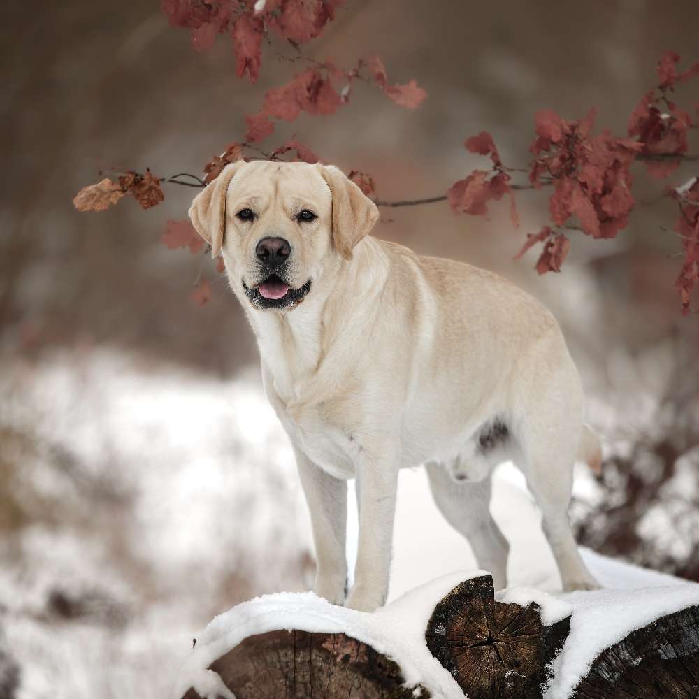 Hundetreffen-Gassirunde/ Training-Profilbild