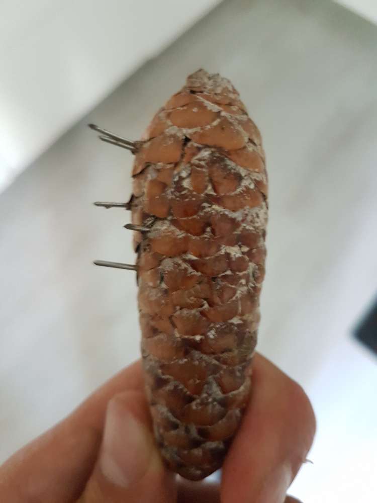 Giftköder-Giftköder (Tannenzapfen mit Nägeln)-Profilbild