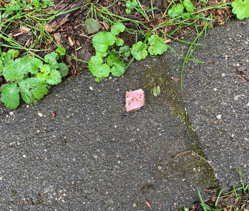 Giftköder-Eventuell Speck mit Gift verseucht-Profilbild