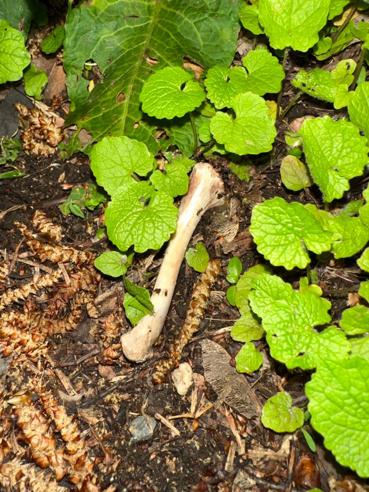 Giftköder-Knochenfund/Eventuell Giftköder-Profilbild