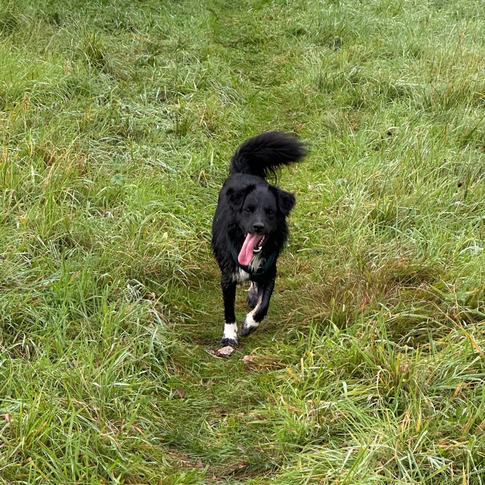 Hundetreffen-Spieltreffen/Gassi gehen-Profilbild