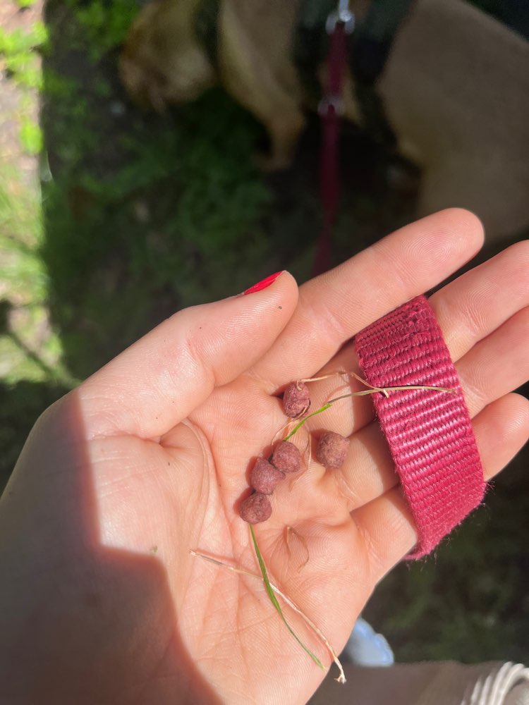 Giftköder-Rötliche Kügelchen im Gras-Profilbild