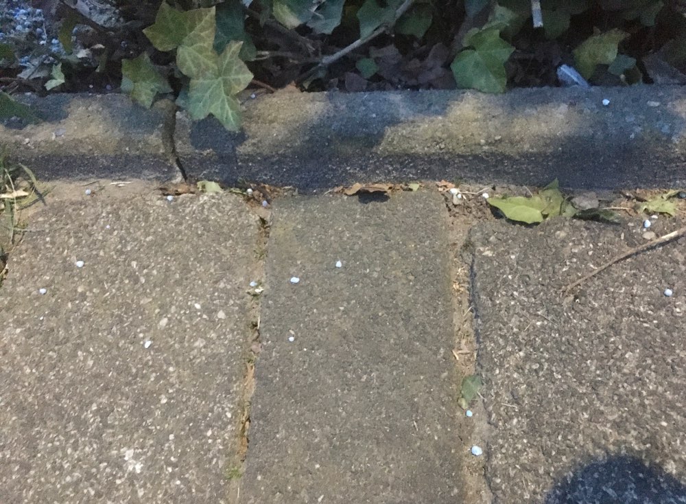 Giftköder-Blaue Kügelchen (Vermutl. Schneckenkorn)-Profilbild