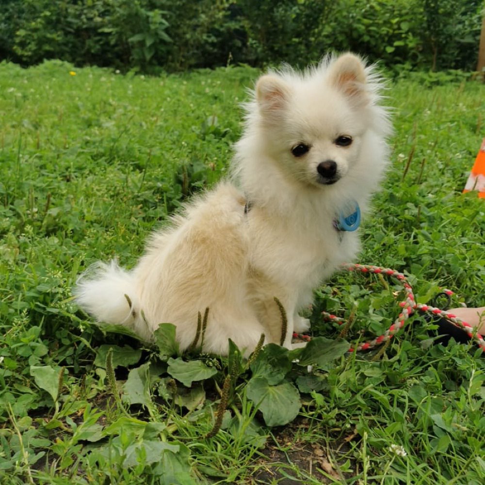 Hundetreffen-Junghundetreffen für kleine Hunde / Rassen-Profilbild
