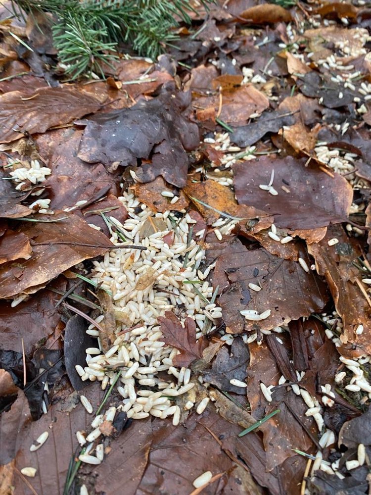 Giftköder-Giftköder/Rattengift möglich-Profilbild