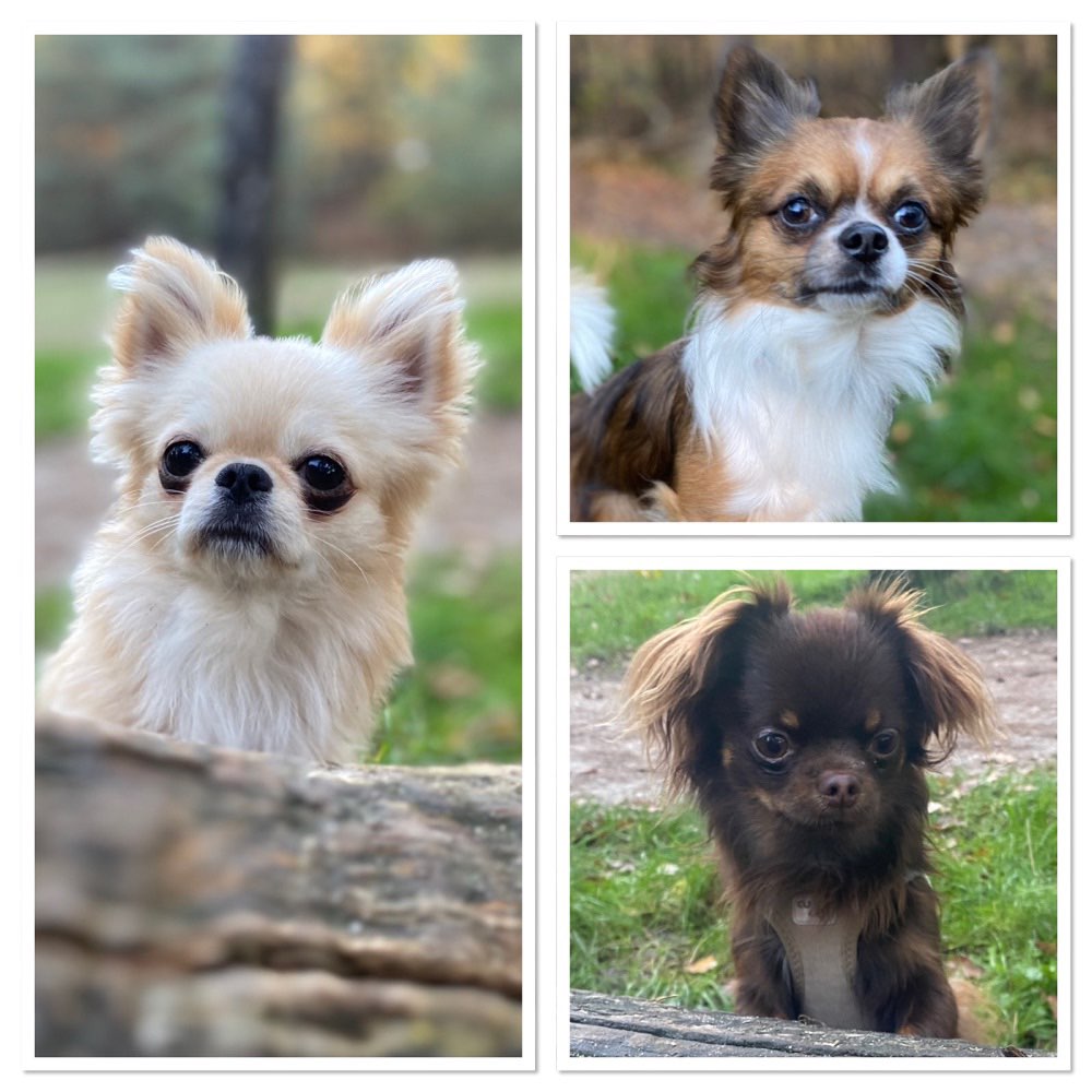 Hundetreffen-Gassirunde und spielen-Profilbild