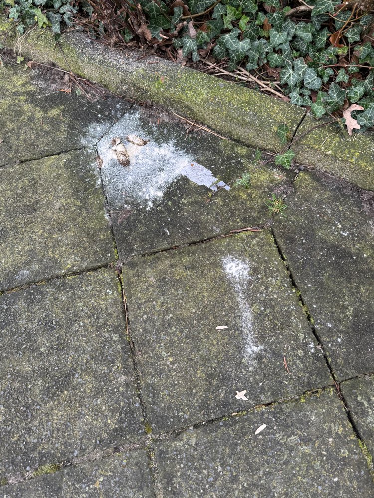 Giftköder-Hundekot überstreut-Profilbild