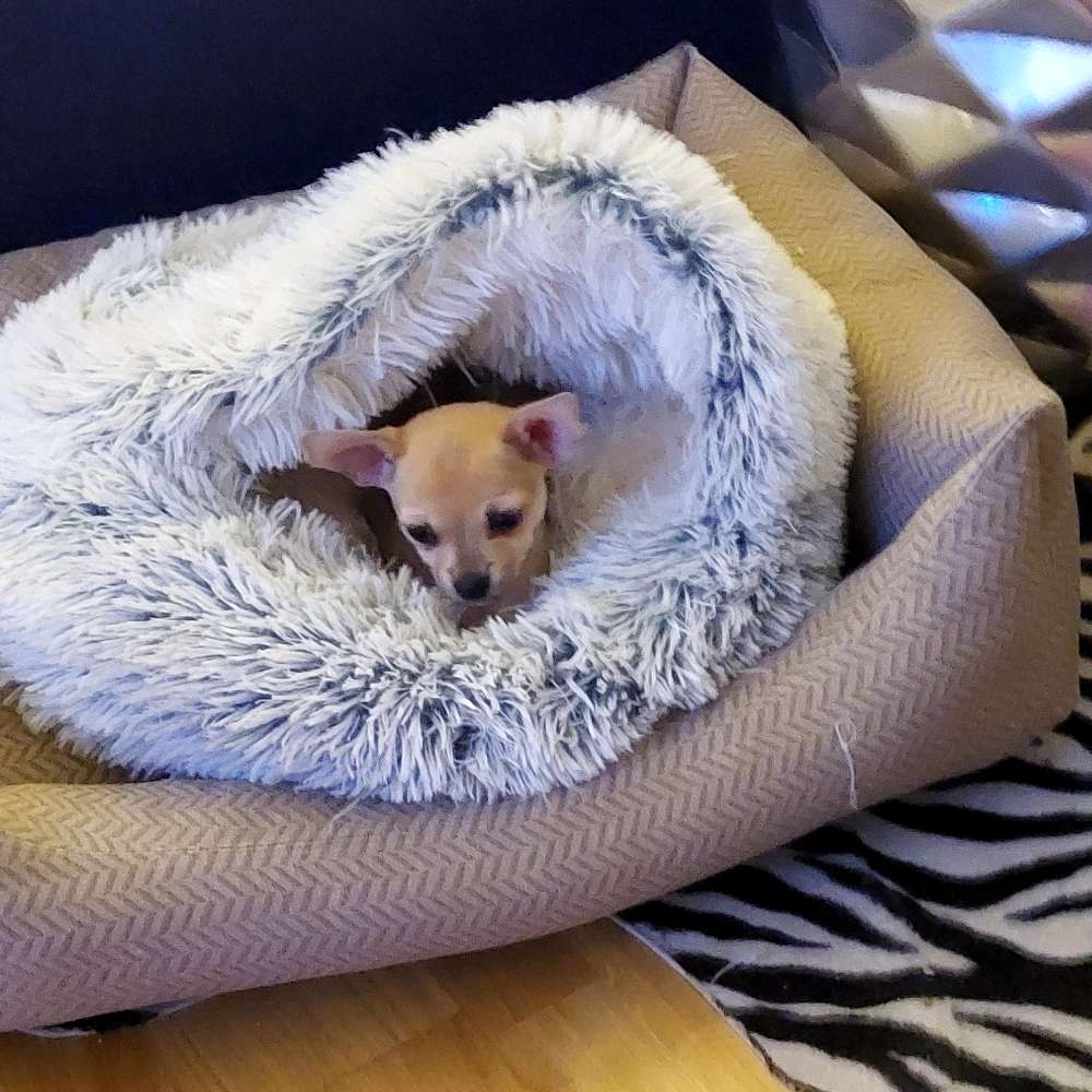 Hundetreffen-Welpentreffen in Linz-Profilbild