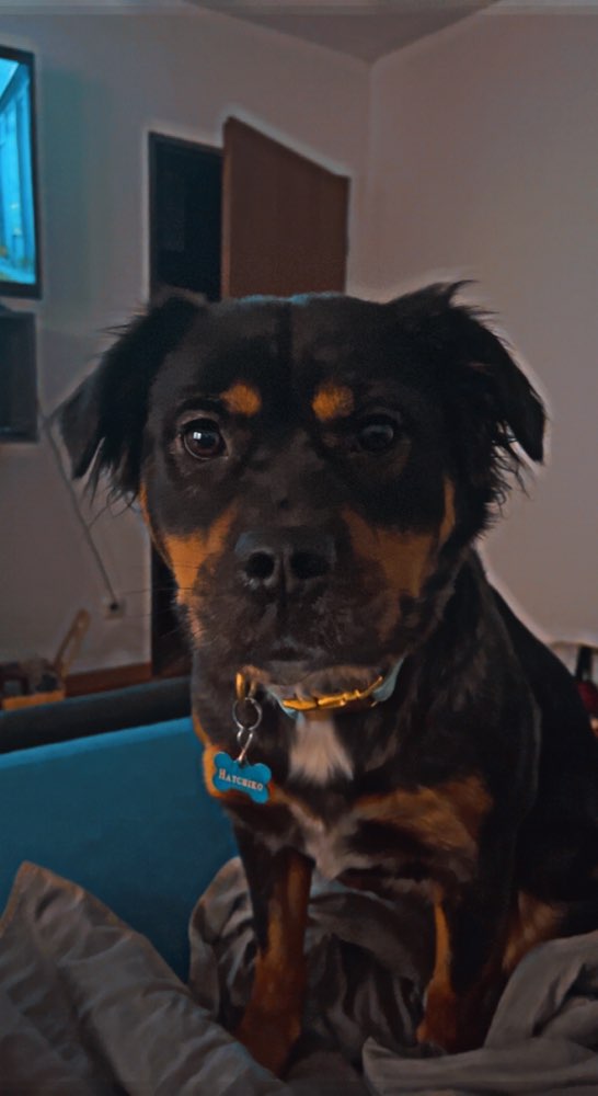 Hundetreffen-Hunderunde-Profilbild