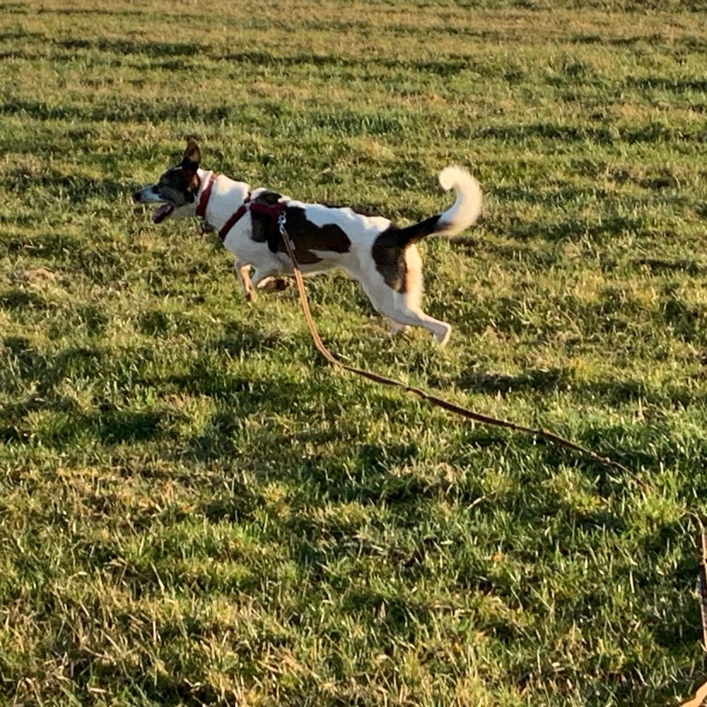 Hundetreffen-Gemeinsame Gassirunden-Profilbild