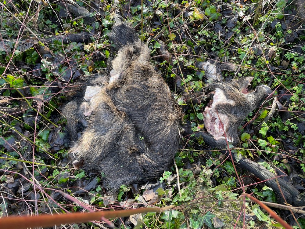 Giftköder-Wildschwein-Abfälle in Niederschopfheim-Profilbild