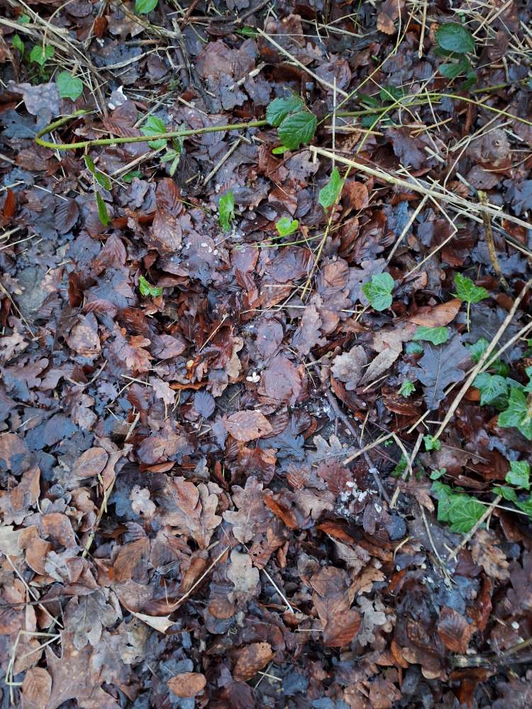 Giftköder-Evtl Giftköder-Profilbild