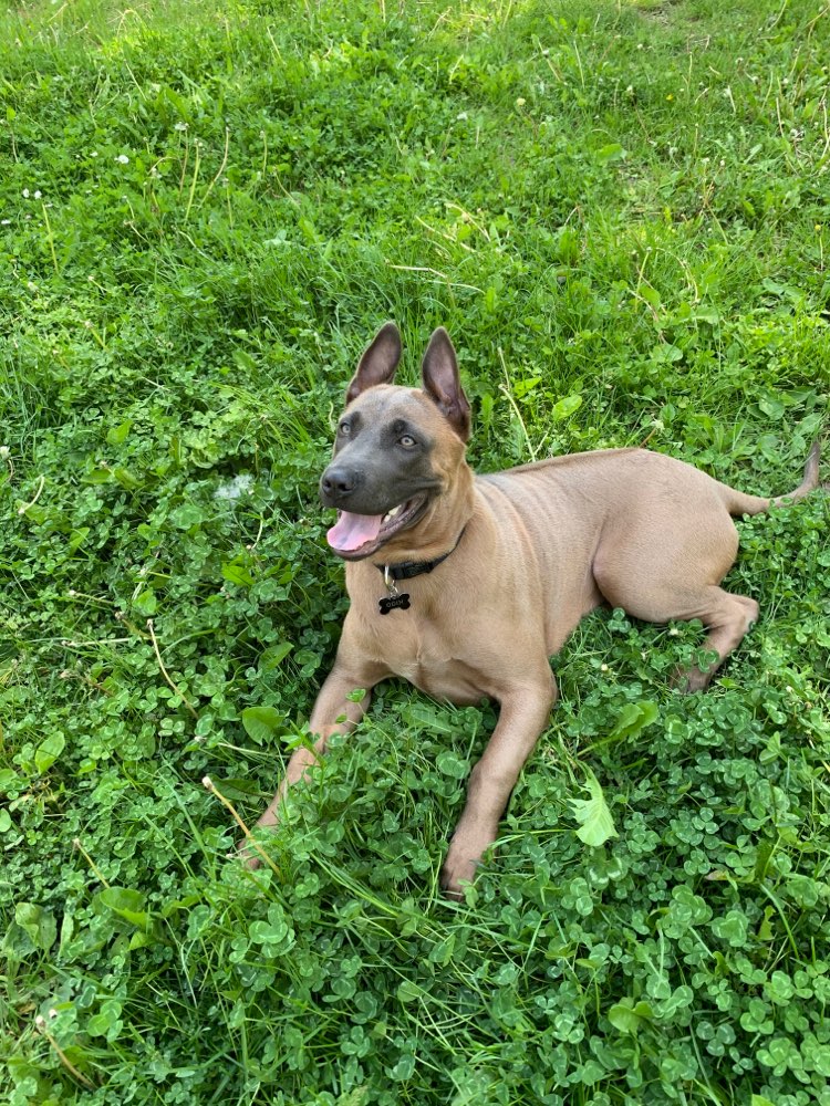 Hundetreffen-Spieltreffen-Profilbild