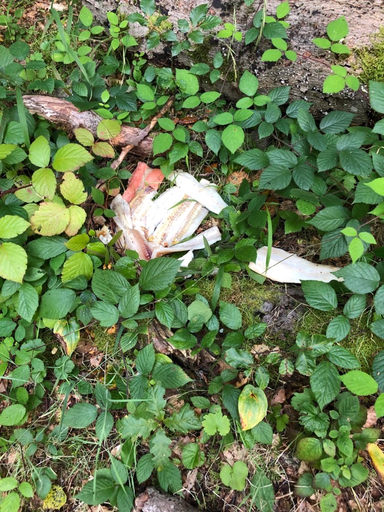 Giftköder-Möglicher Giftköder : Fischfilets-Profilbild