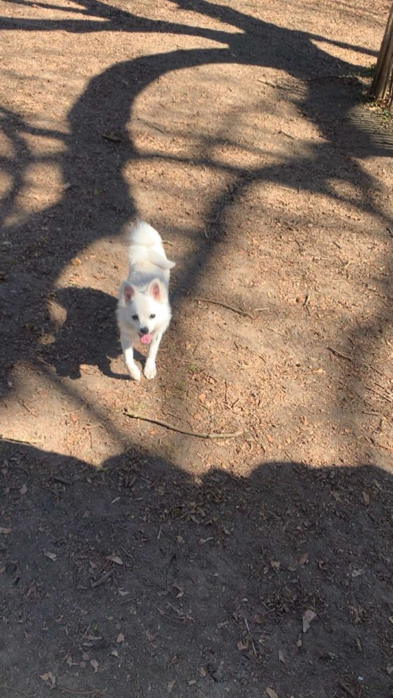 Hundetreffen-Hundebegegnung trainieren-Profilbild
