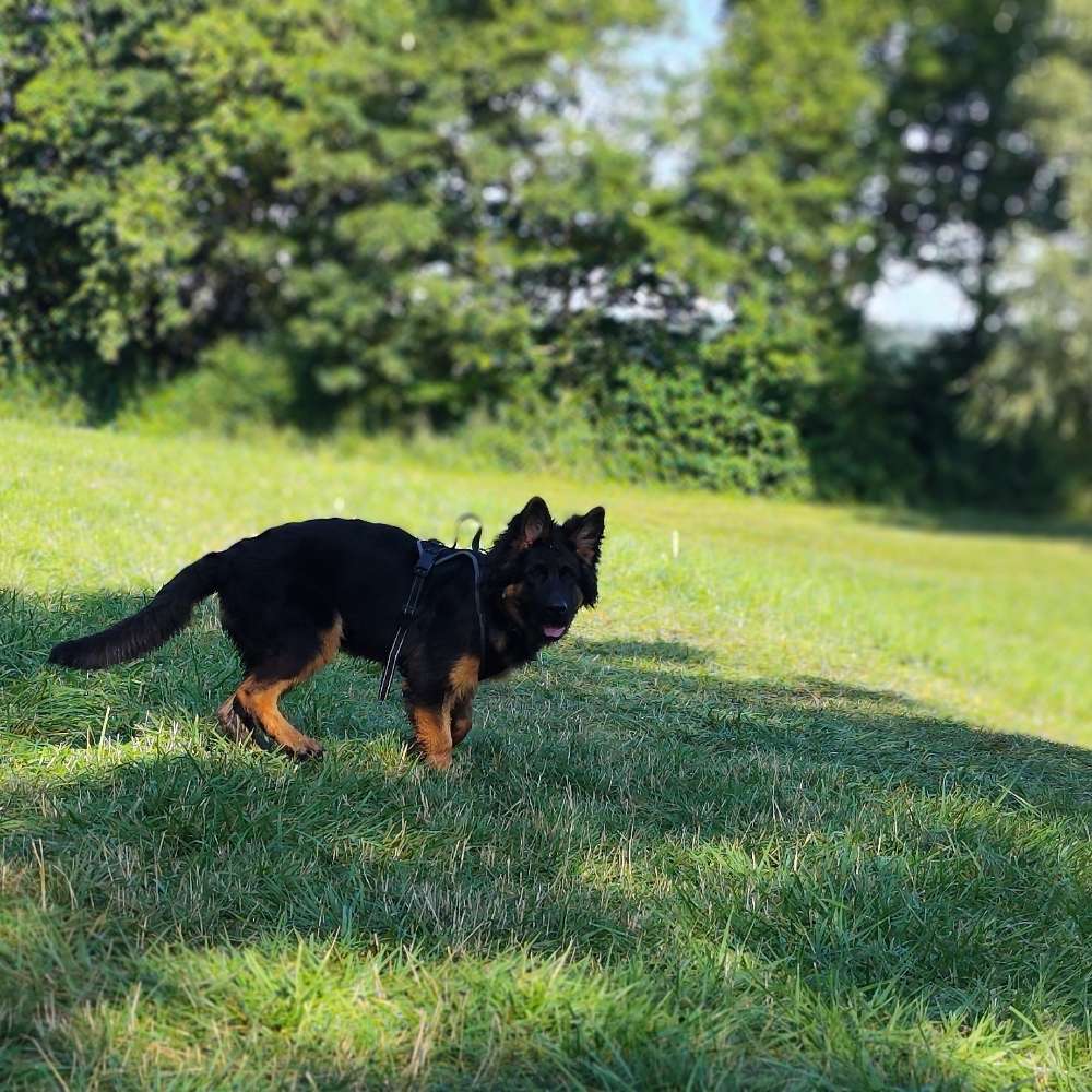 Hundetreffen-Freunde gesucht-Profilbild